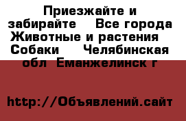 Приезжайте и забирайте. - Все города Животные и растения » Собаки   . Челябинская обл.,Еманжелинск г.